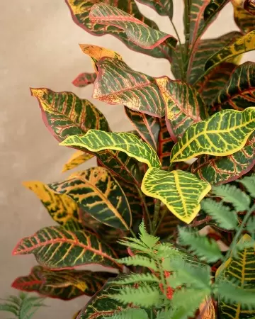 Кротон искусственное дерево