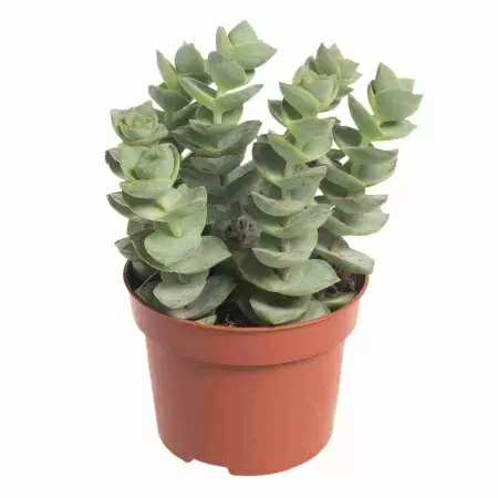 Крассула перфората Гиант