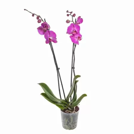 Фаленопсис Пати Тайм 