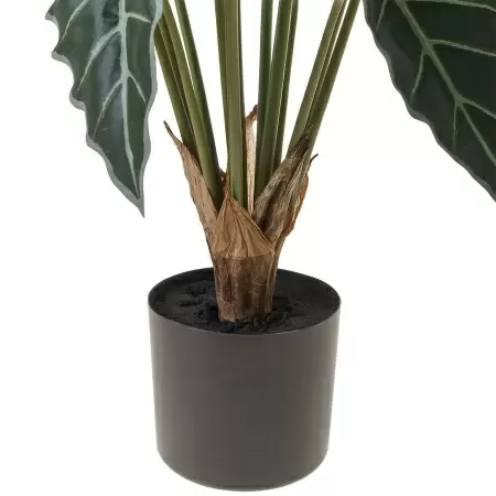 Алоказия искусственная Алоказия искусственная