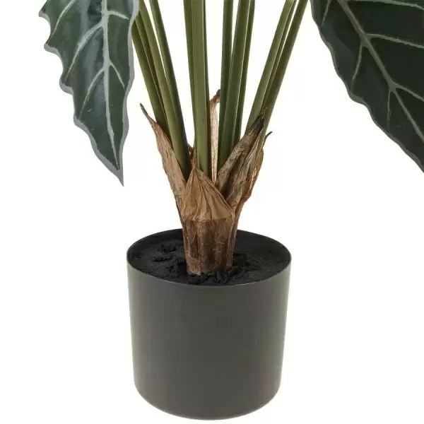 Алоказия искусственная