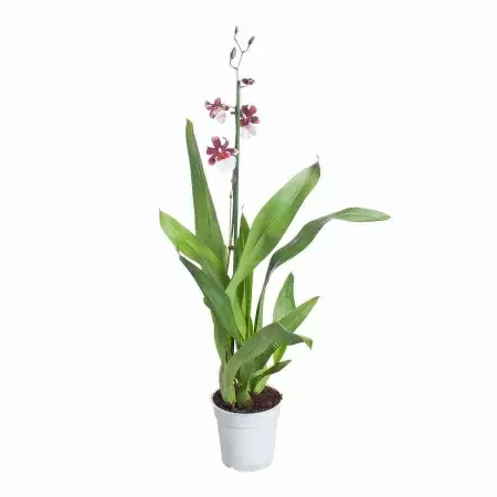 Камбрия Бартлей 1 ст