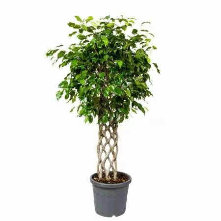 Фикус бенджамина Экзотика решетка Фикус бенджамина Экзотика решетка