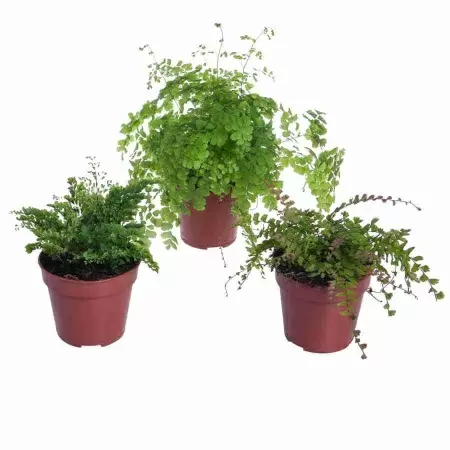 Адиантум Фрагранс