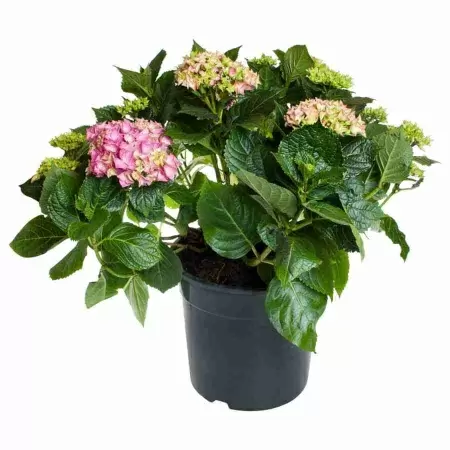 Гортензия Эрли Пинк (Early Pink)