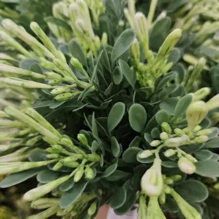 Барбарис искусственный