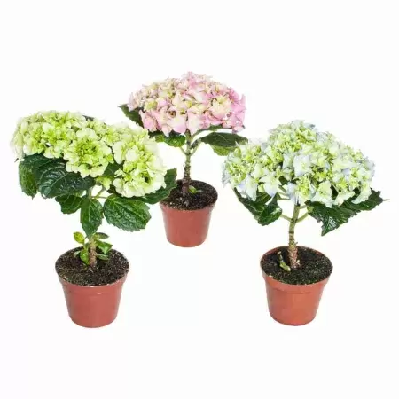 Гортензия крупнолистная Endless Summer