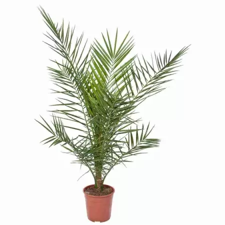 Финик Канарский