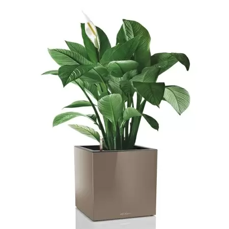 Кашпо Lechuza Canto Cube Кашпо Lechuza Canto Cube