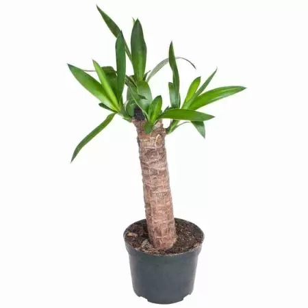Юкка 1 ст