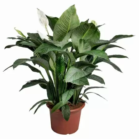 Спатифиллум Сенсейшен