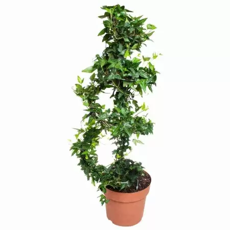 Хедера хеликс Грин спираль