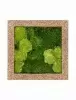 Панно из стабилизированного мха Moss painting Naturescast