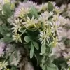 Астра искусственная Астра искусственная