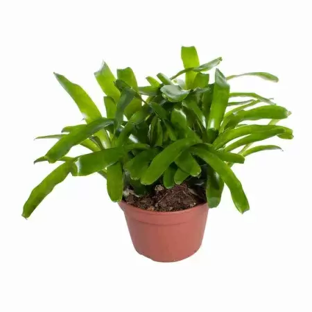 Нидулярия Файербол