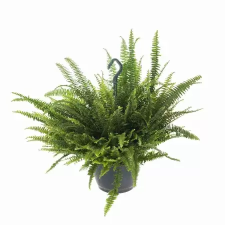 Нефролепис Грин Леди ампельный 