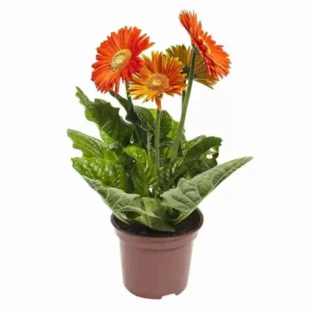 Гербера Golden Serena