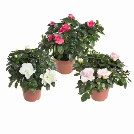 Азалия индика Микс