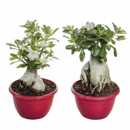 Бонсай Адениус