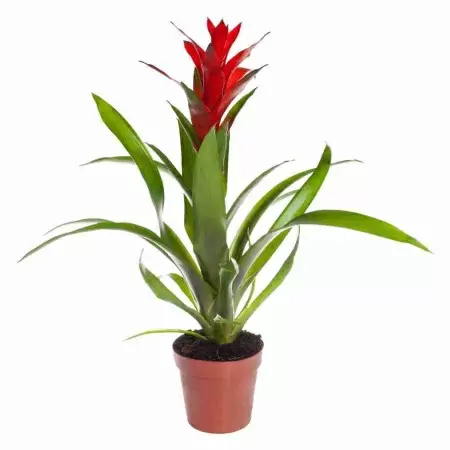 Гузмания Остара