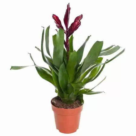 Вриезия Альбертина