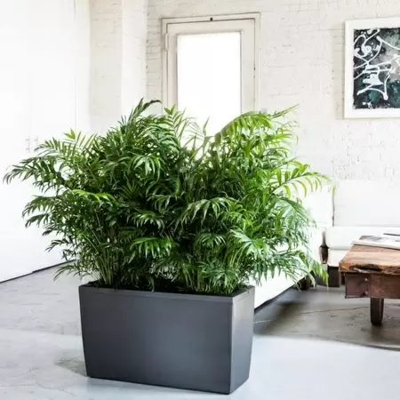 Кашпо Lechuza Cararo Кашпо Lechuza Cararo