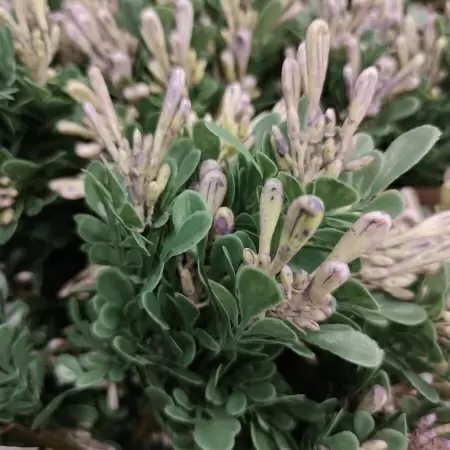 Барбарис искусственный