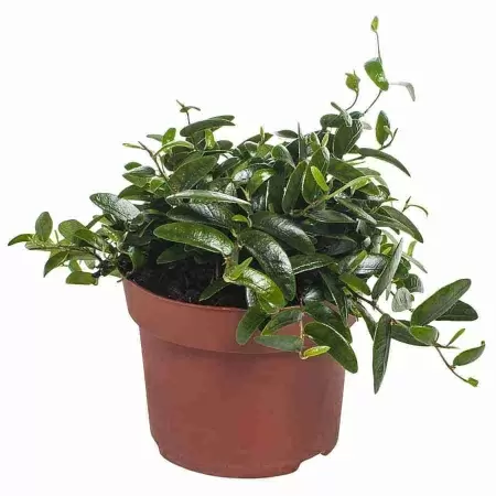 Фикус карликовый (пумила) Анук