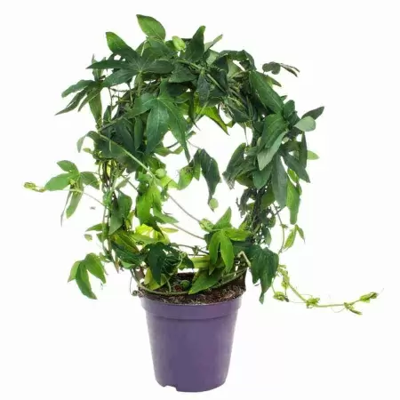 Пассифлора Сноу