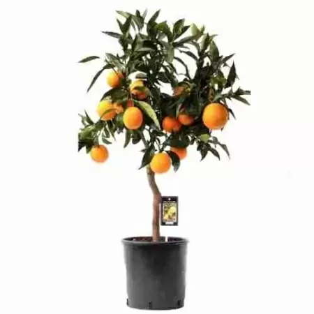 Апельсиновое дерево