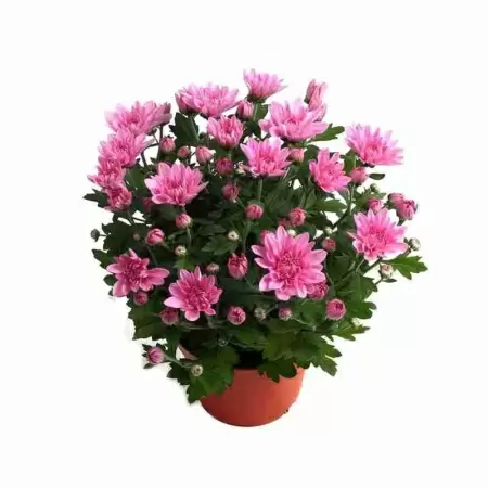 Хризантема Розовая Обискью