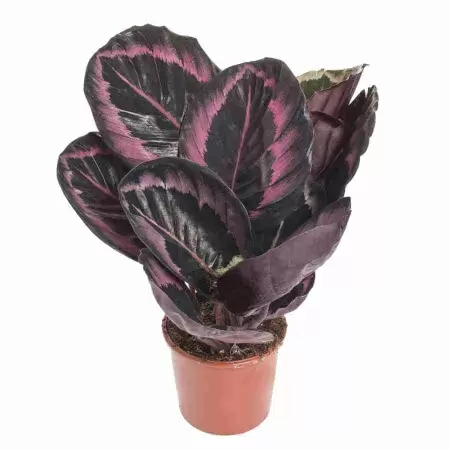 Калатея Флеймстар