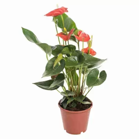 Антуриум андрианум Сиерра оранжевый