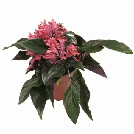 Якобиния Анита