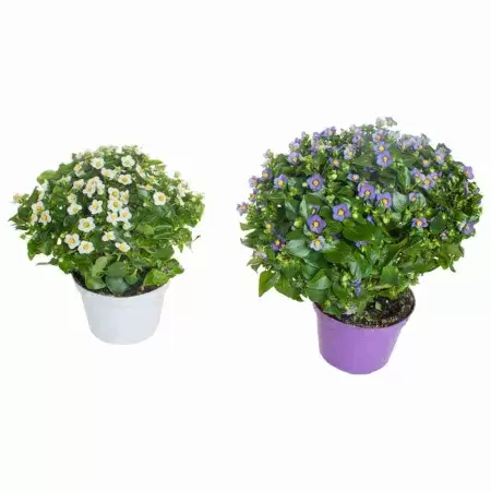 Экзакум душистая фиалка