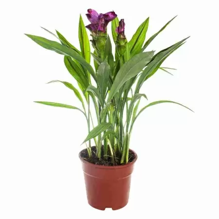 Куркума Сиам Сплеш