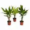 Драцена фрагранс Массанжеана 1 ст