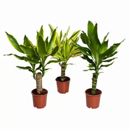 Драцена фрагранс Массанжеана 1 ст