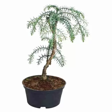 Бонсай Араукария Каннингема