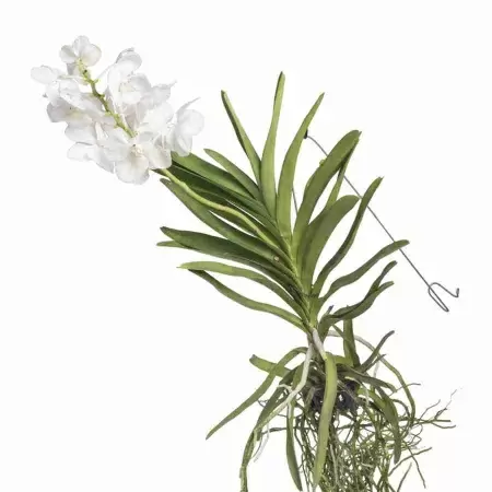 Ванда белая ампельная