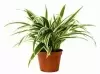 Хлорофитум Лаксум