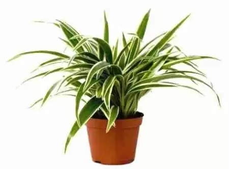Хлорофитум Лаксум