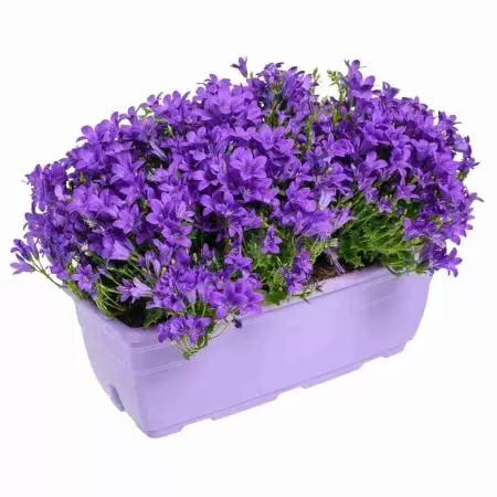 Кампанула Амбелла пурпурная для балкона