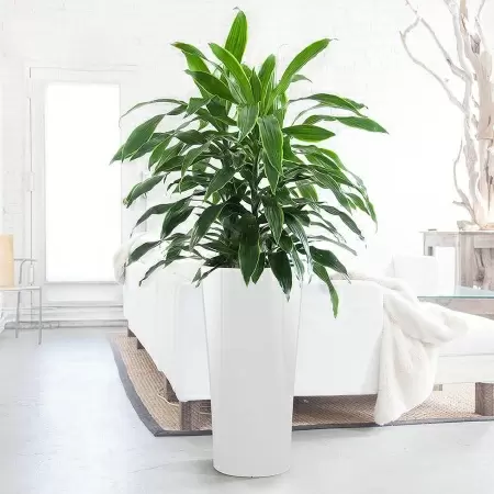 Кашпо Lechuza Delta