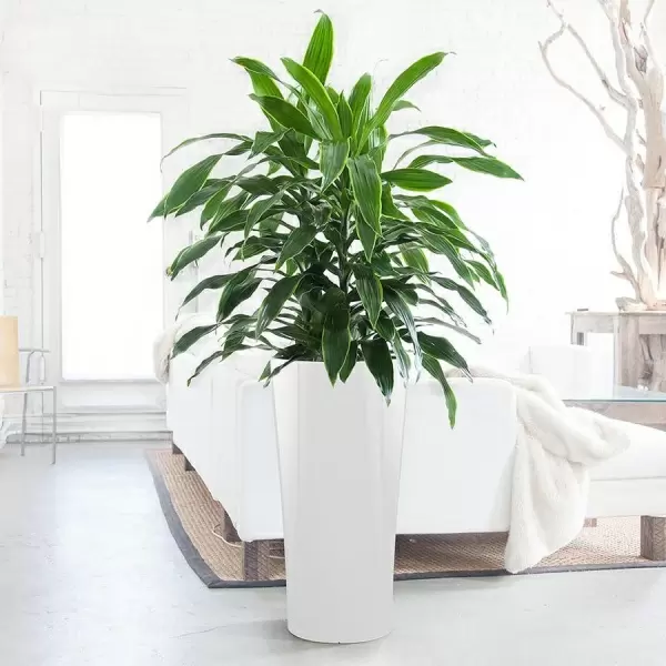 Кашпо Lechuza Delta