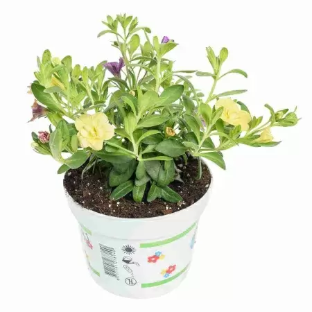 Калибрахоа Еллоу