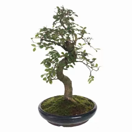 Бонсай Вяз изогнутый