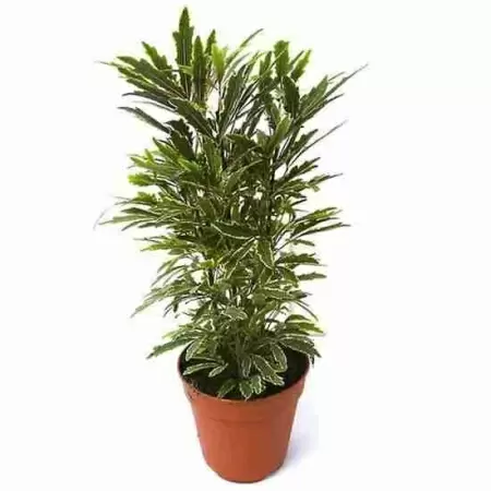 Дизиготека Бианка