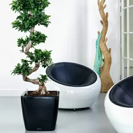 Кашпо Lechuza Quadro LS