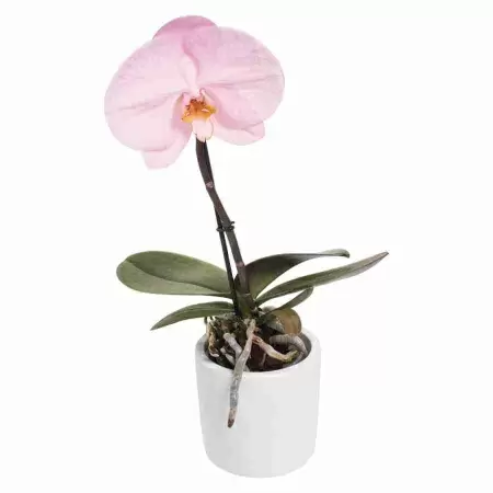 Фаленопсис Синголо Санлайт 1 ст 